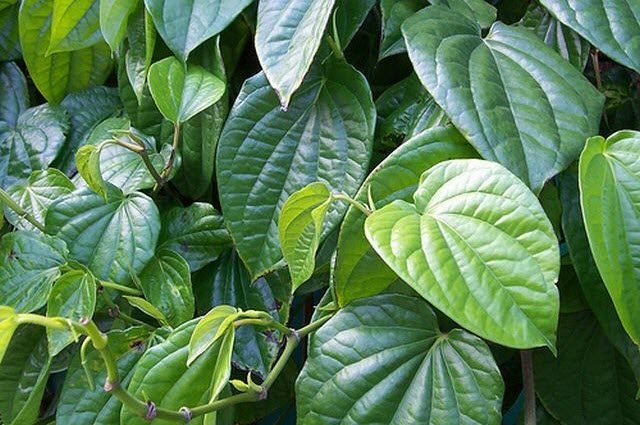 daun sirih - jenis tanaman obat