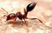 Hati-hati, Semut Ini Paling Berbahaya di Dunia