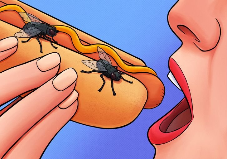 Makanan yang Dihinggapi Lalat
