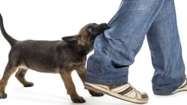 Langkah Penanganan yang Harus Dilakukan Ketika Digigit Anjing