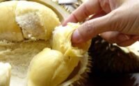 Dampak Makan Durian Terlalu Banyak