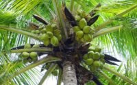 arti mimpi buah kelapa