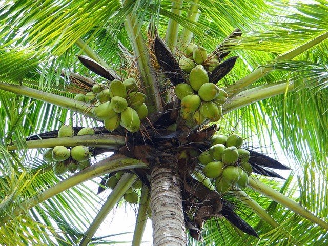 arti mimpi buah kelapa