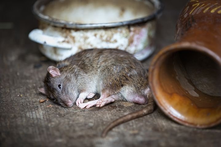 Cara Cepat Menemukan Tikus Mati