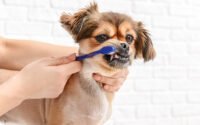 Cara Menyikat Gigi Anjing