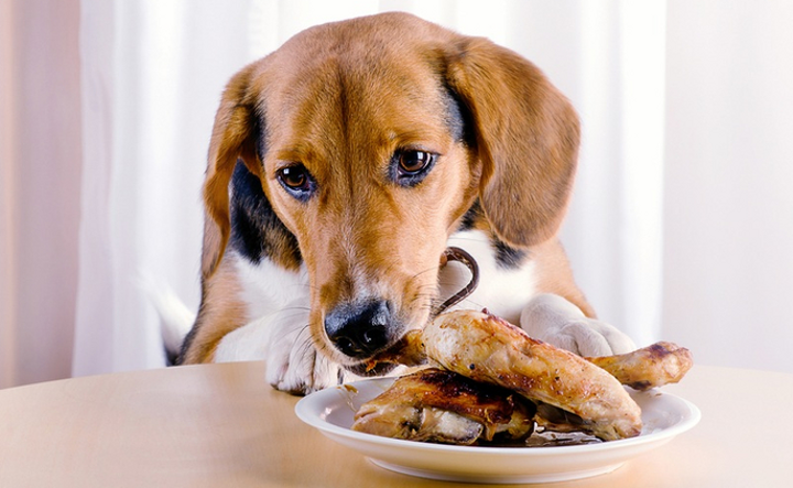 Makanan Manusia Baik Untuk Anjing