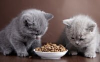 Waktu Makan Anak Kucing