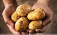 Kentang bagus dikonsumsi untuk membantu tubuh menjaga kesehatan. Jika tidak suka dengan kentang rebus maka anda bisa mengonsumsi kentang dengan cara lain.