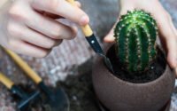 tips merawat kaktus