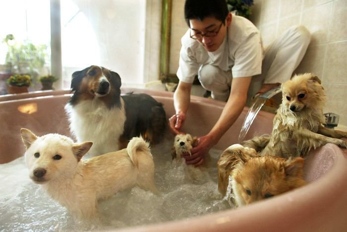 tips grooming anjing di rumah