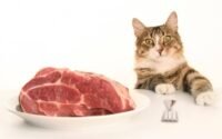 kucing makan daging olahan
